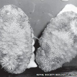 Illustration for article titled This sea slug has a detachable penis